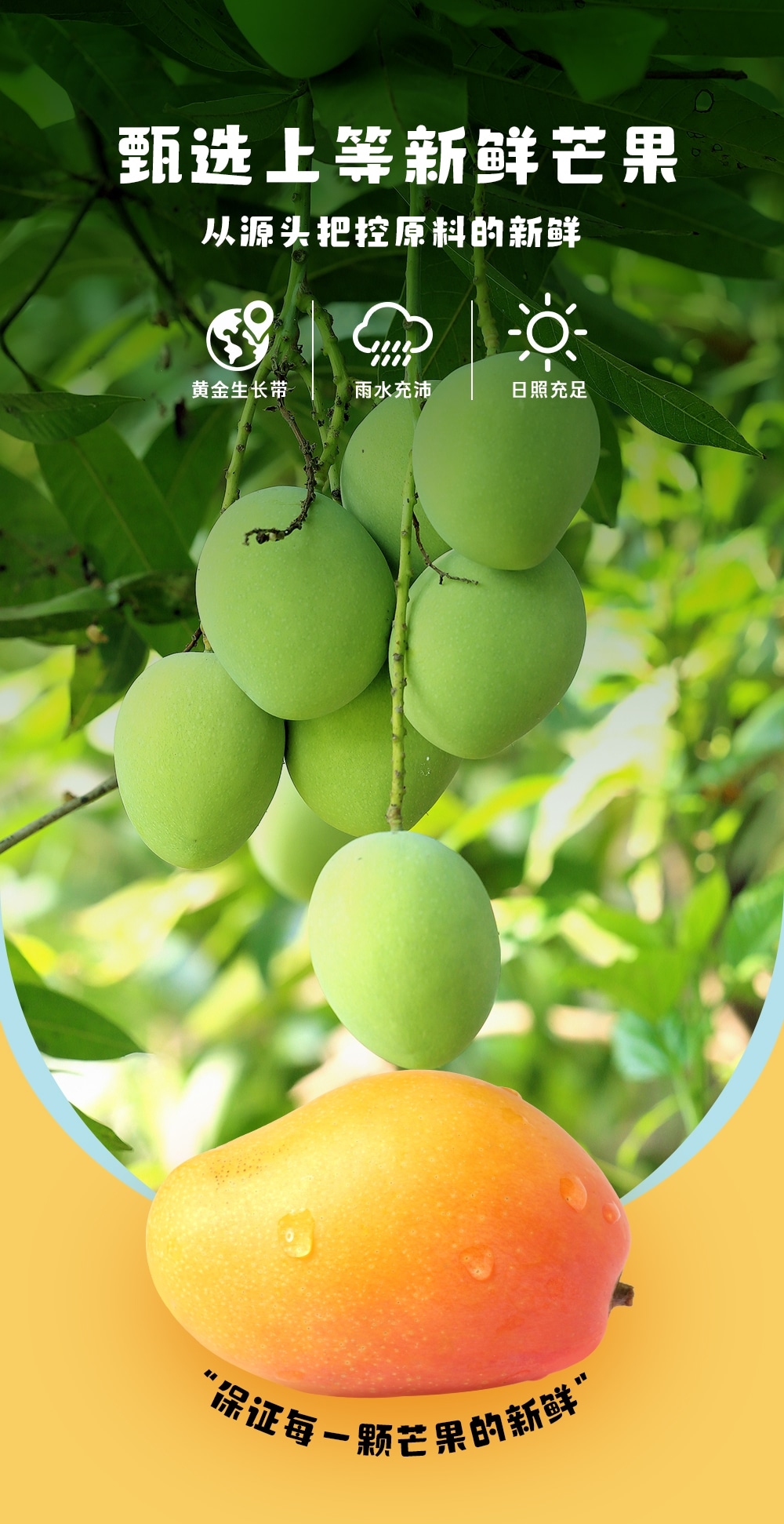 楊枝甘露380ml-詳情頁切片_06.jpg